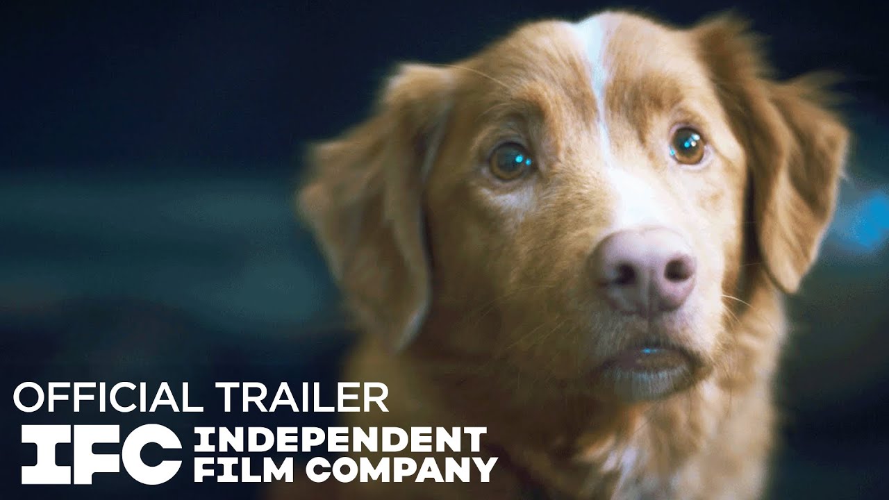 Good Boy - Official Trailer | HD | IFC Films - YouTube