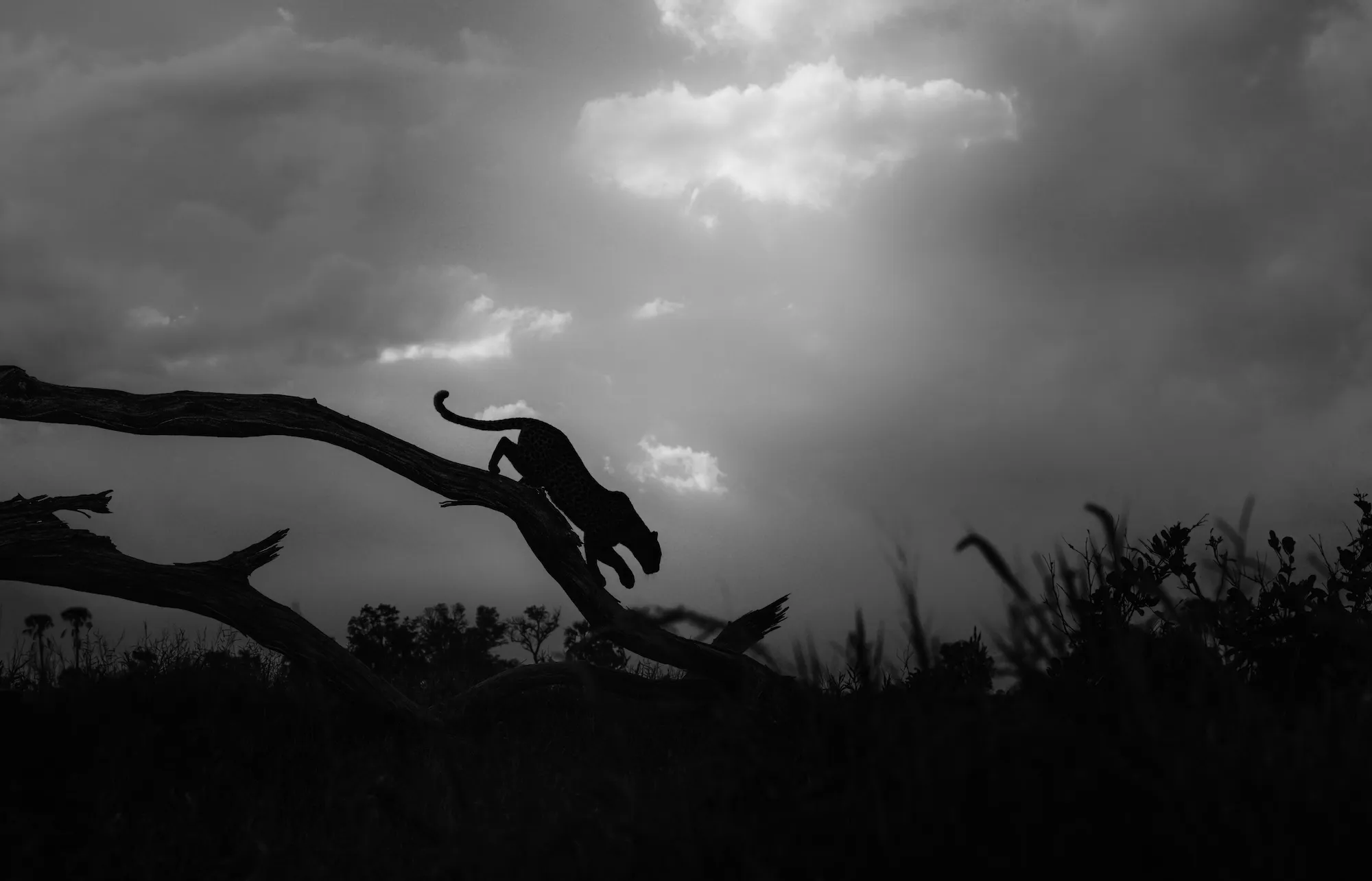 μια λεοπάρδαλη περπατά σε ένα κούτσουρο