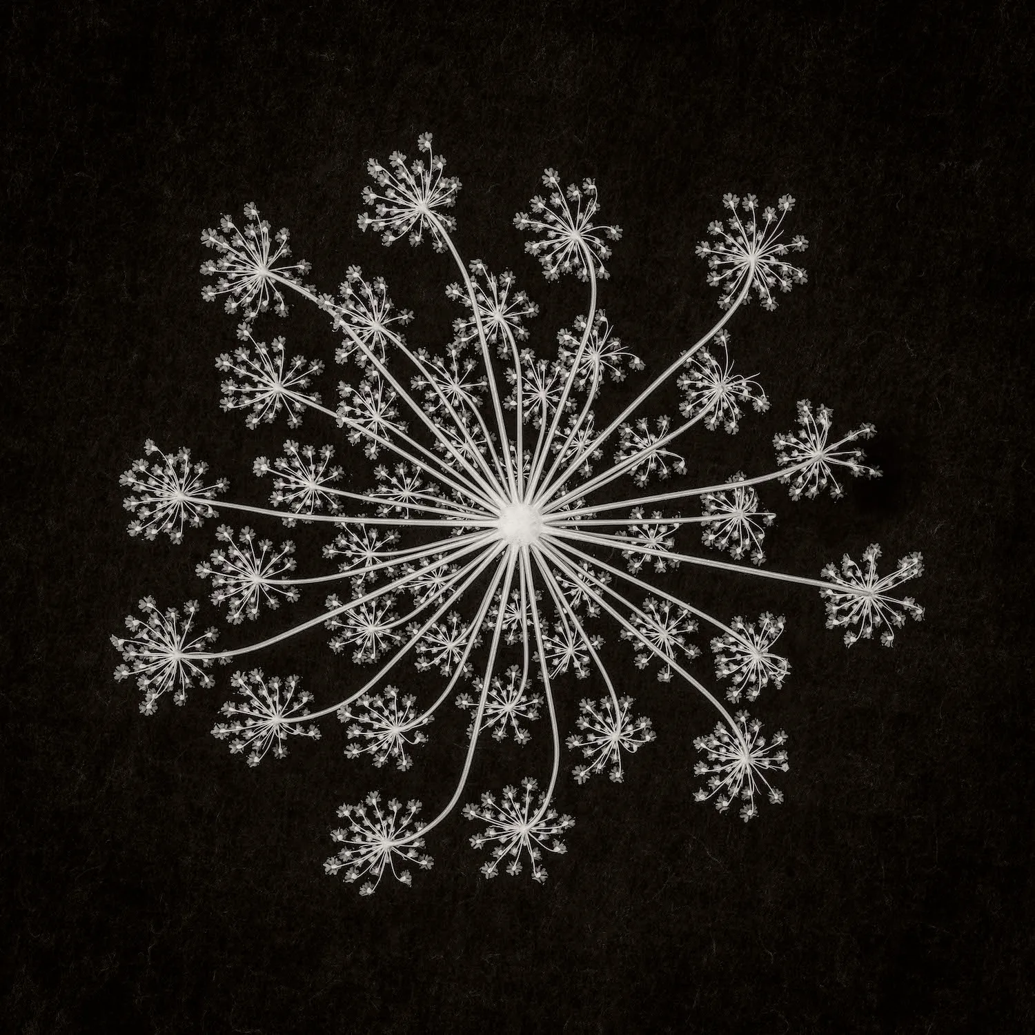 λευκό λουλούδι σε μαύρο φόντο