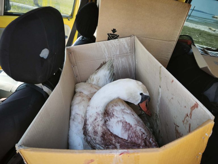 Πυροβόλησαν κύκνο στην Κορωνησία – Διασώθηκε και μεταφέρεται για περίθαλψη