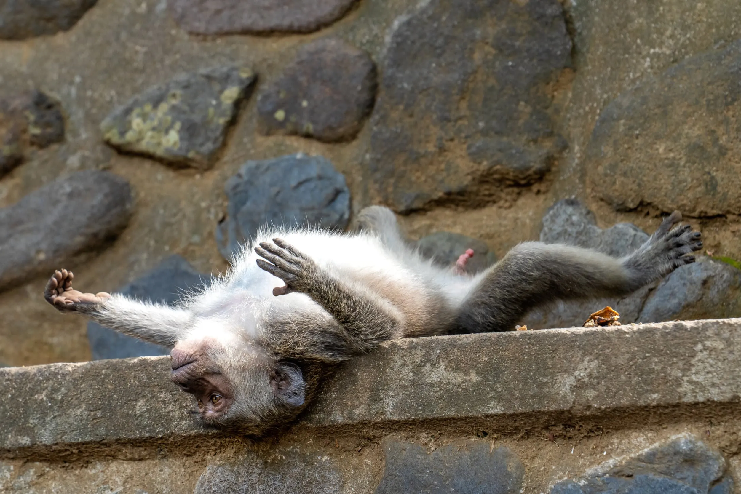 a macaque spreads out on its back