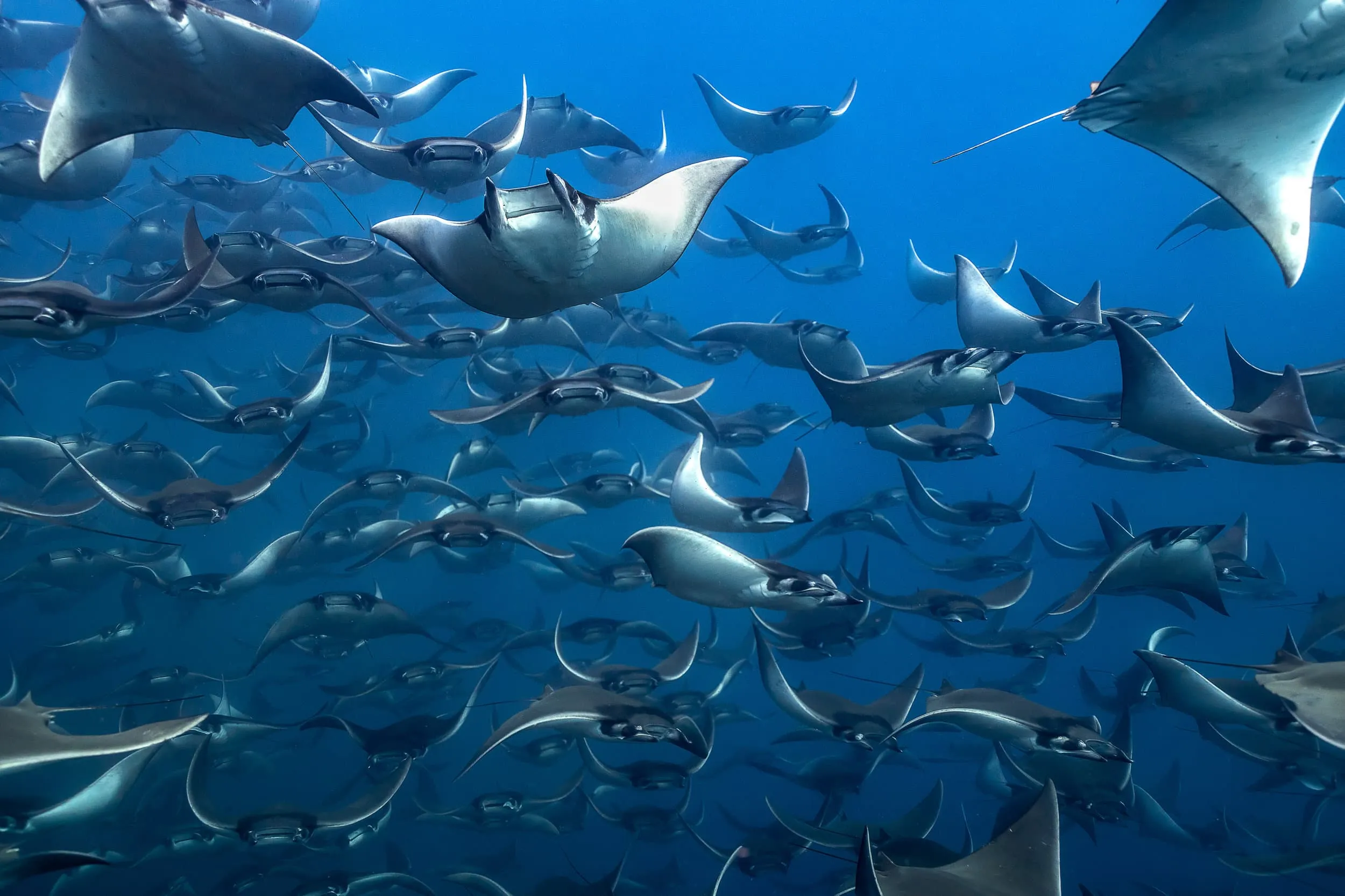 a school of mobula rays underwater