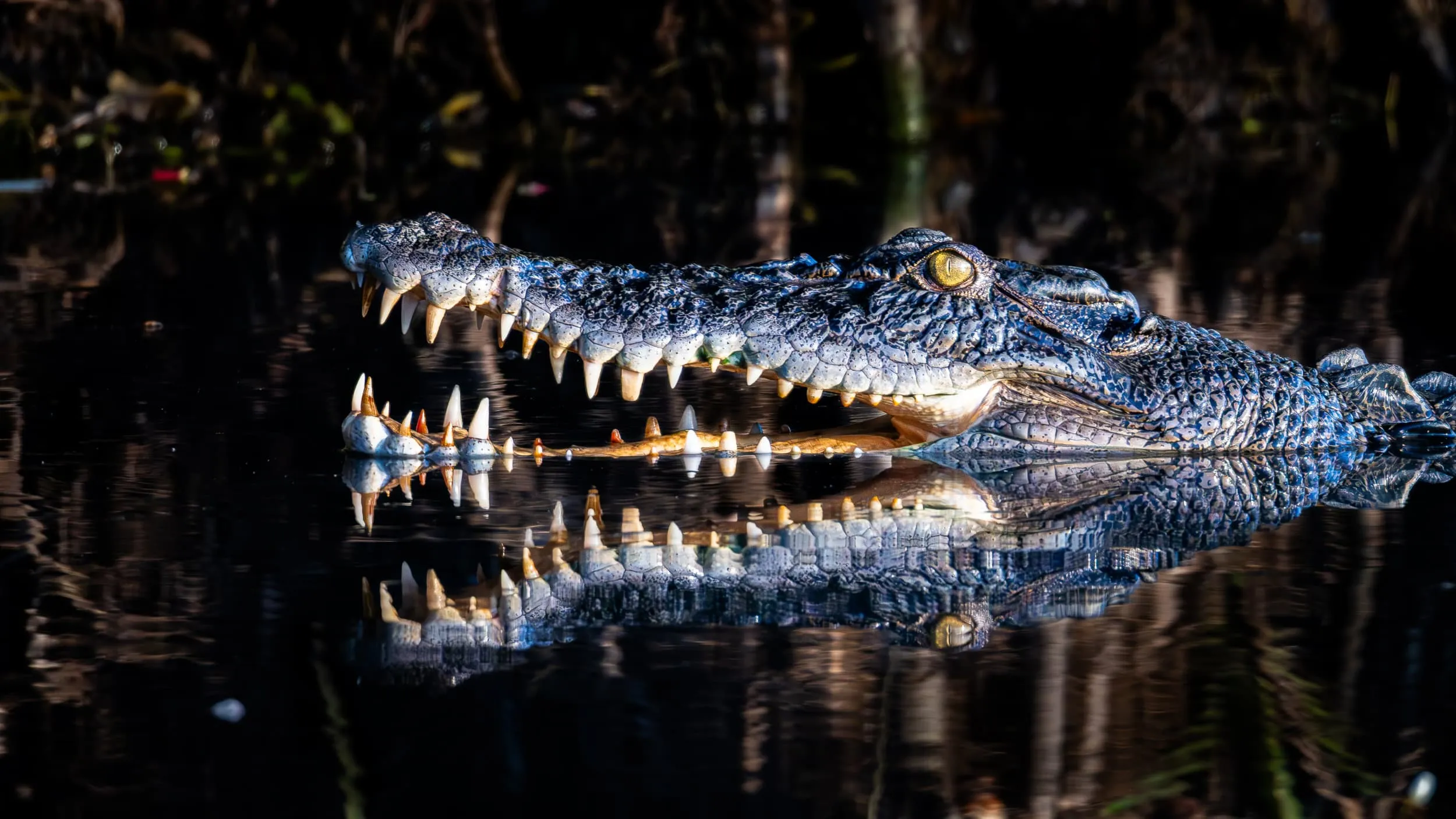 a crocodile with its mouth open at the water's surface