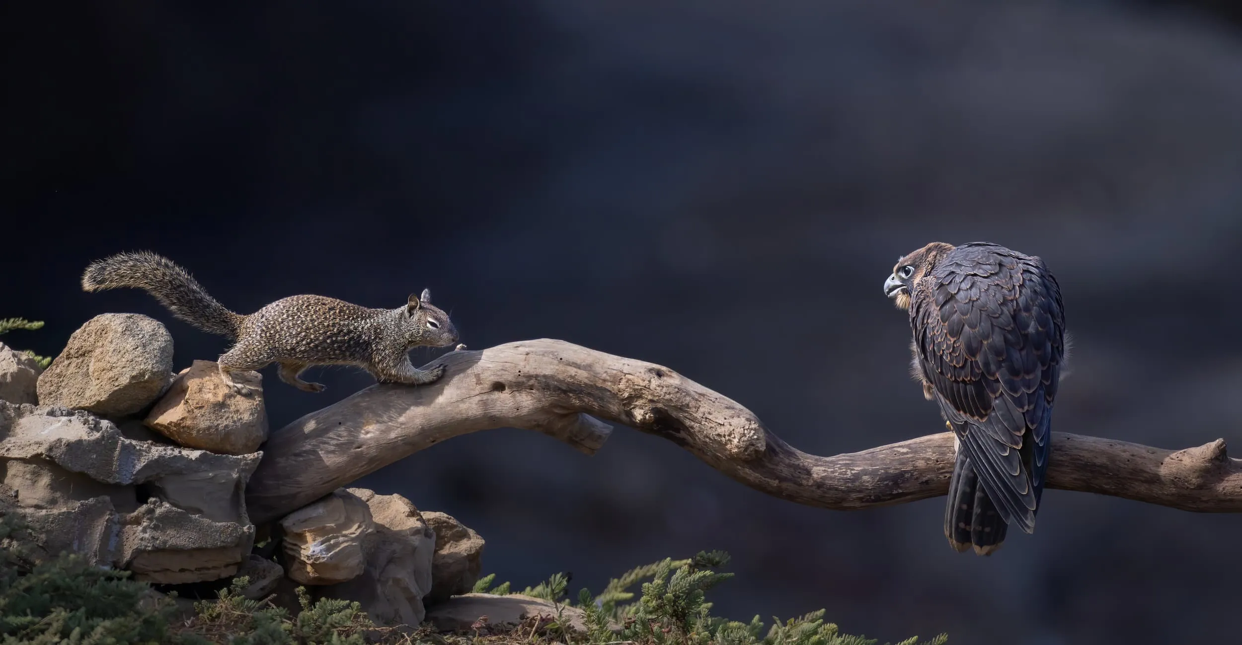 a falcon and a squirrel face off on a branch