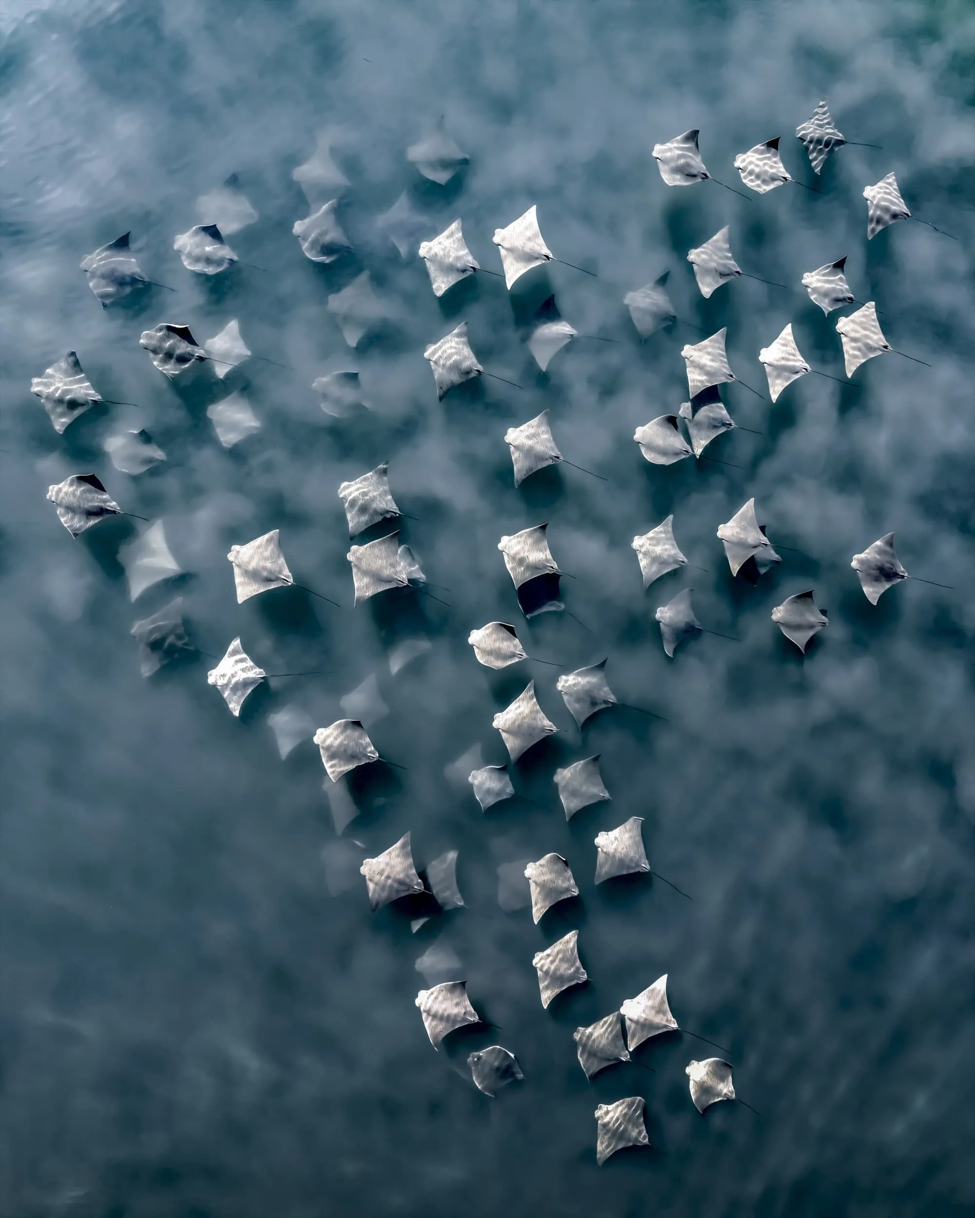a school of cownose rays
