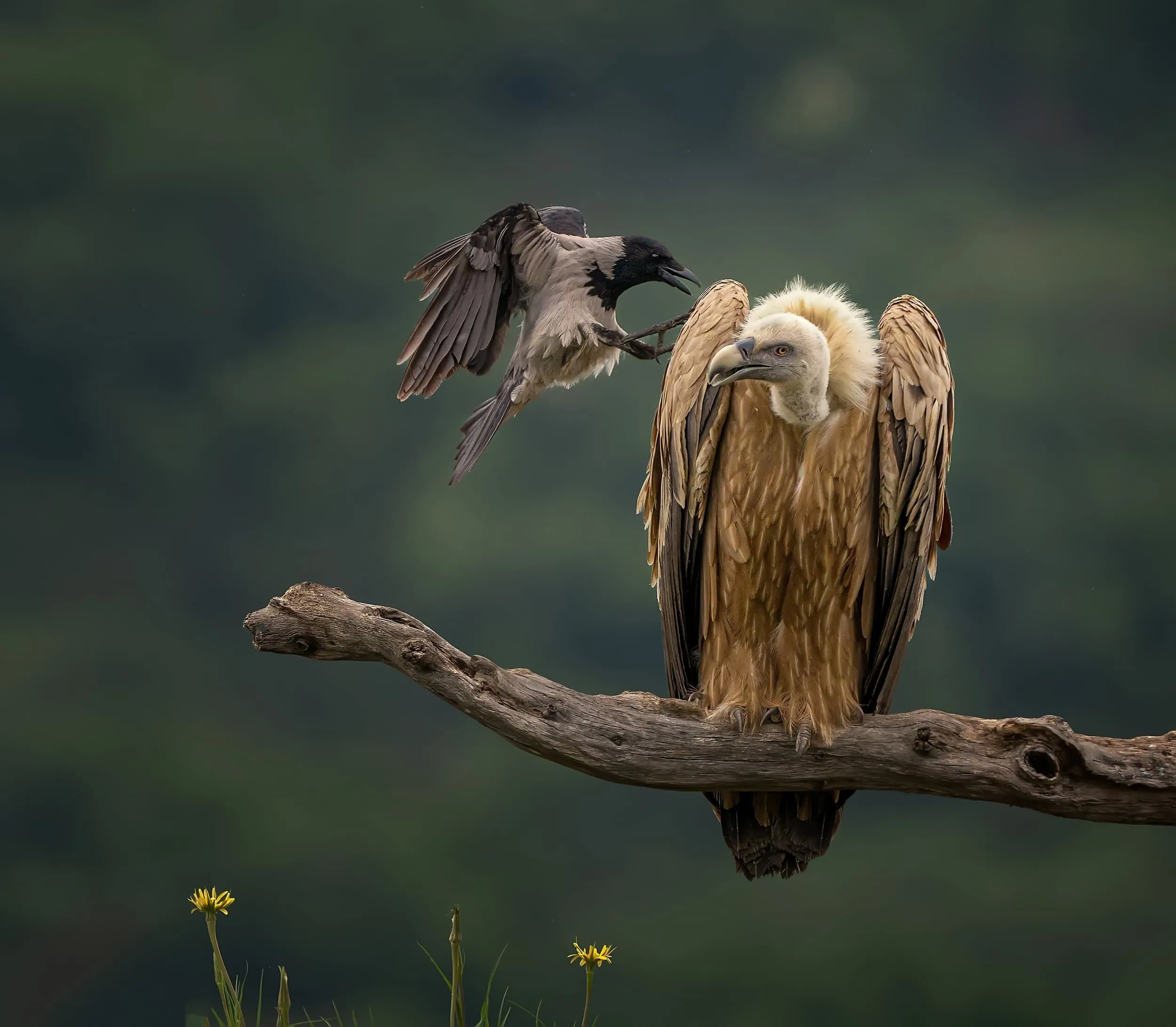 a crow harasses a vulture