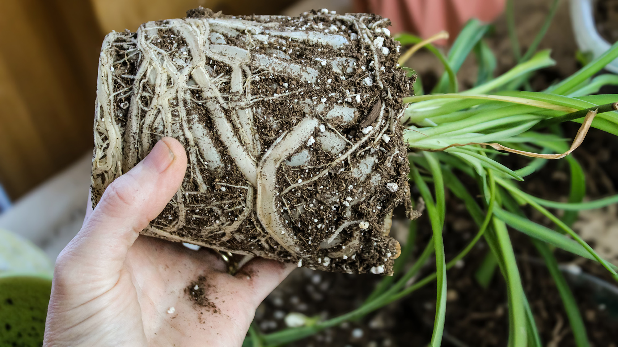 Φυτό αράχνη