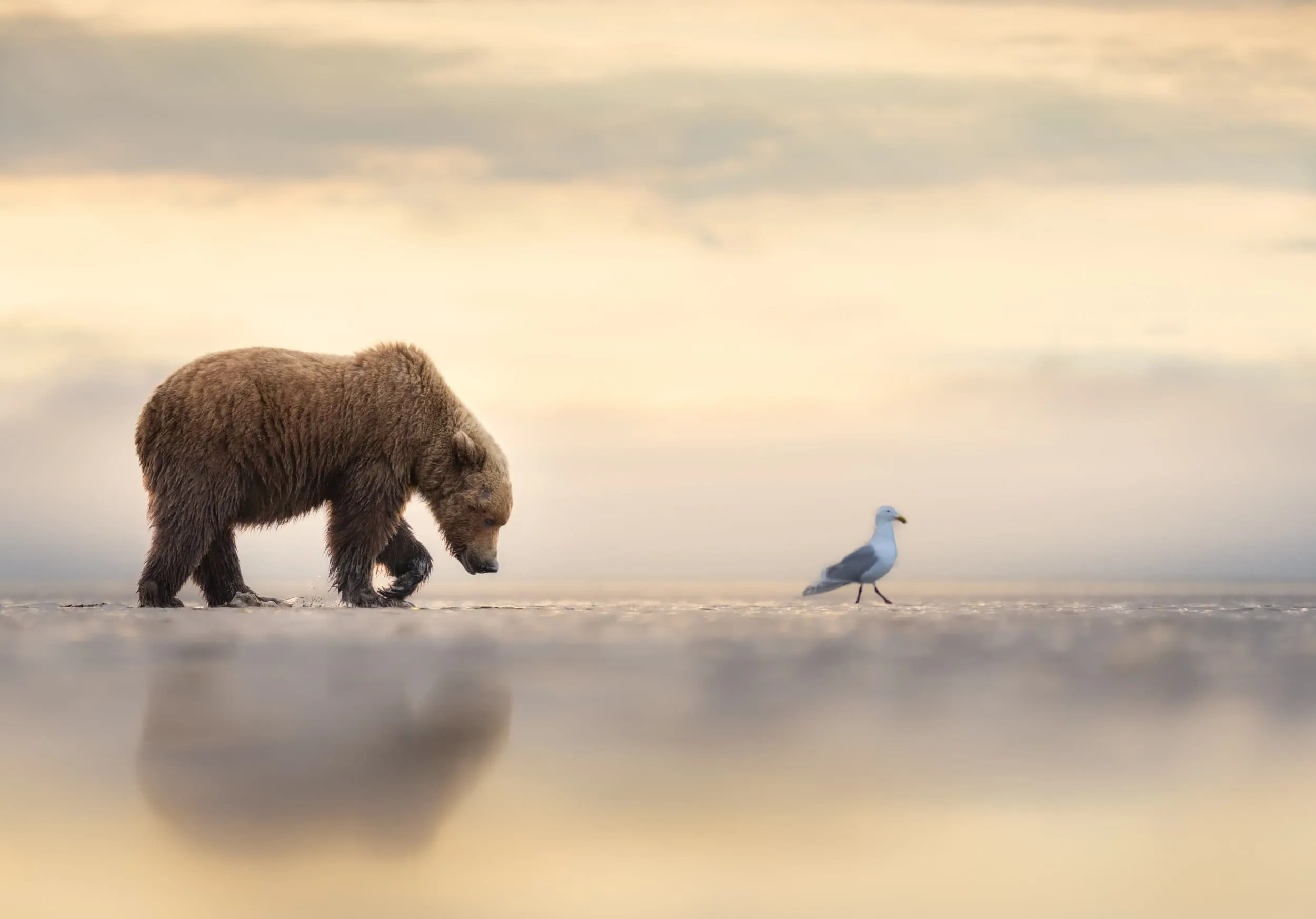 a bear cub walking behind a seagull