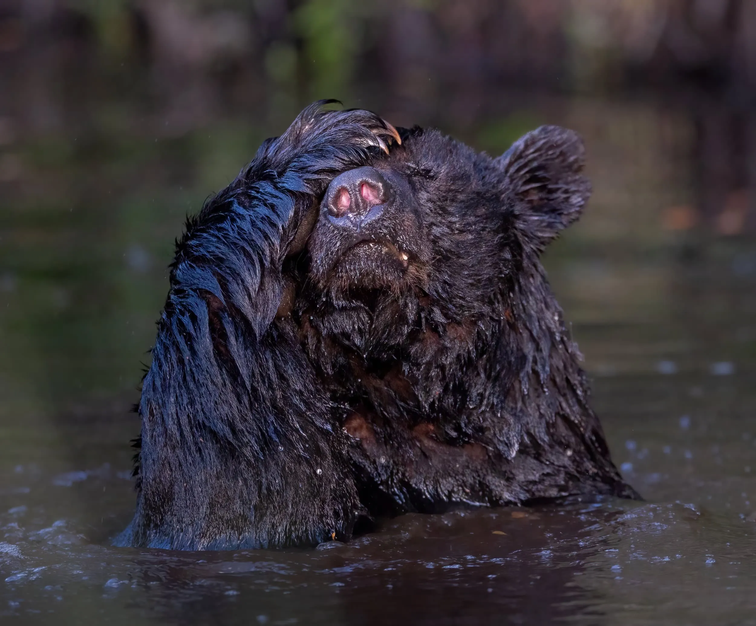 a bear puts its paw on its face