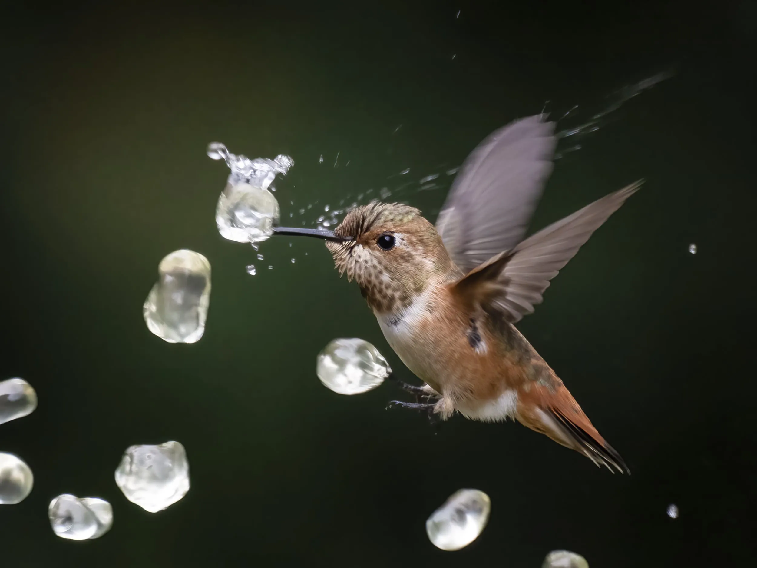 a bird pierces a water droplet