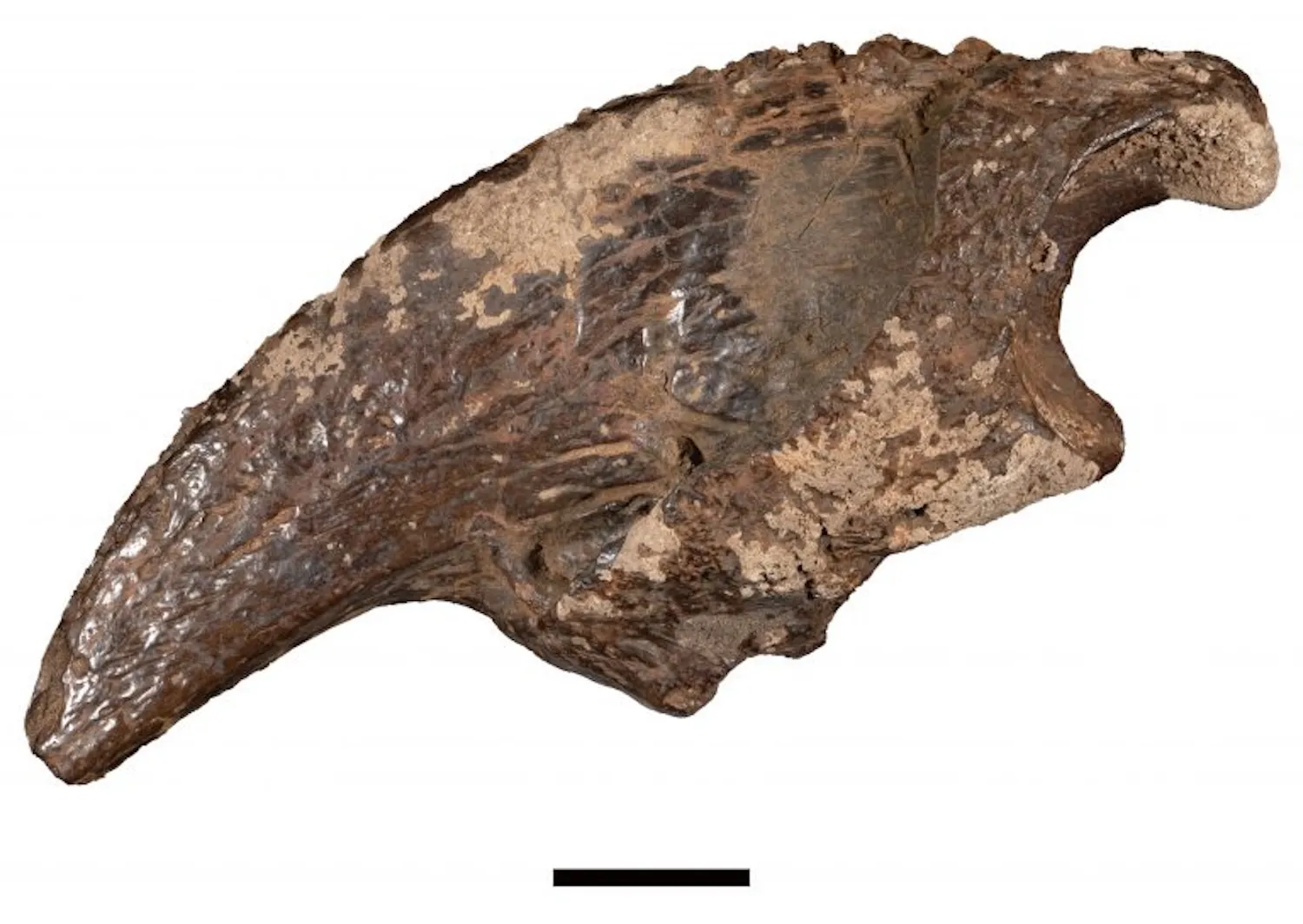 Ένα απολιθωμένο νύχι από τον γιγάντιο χωματόδρομο Megalonyx που βρέθηκε σε μια υδάτινη σπηλιά του Τέξας. Η γραμμή ζυγαριάς είναι δύο εκατοστά. Credit: John Moretti/The University of Texas at Austin
