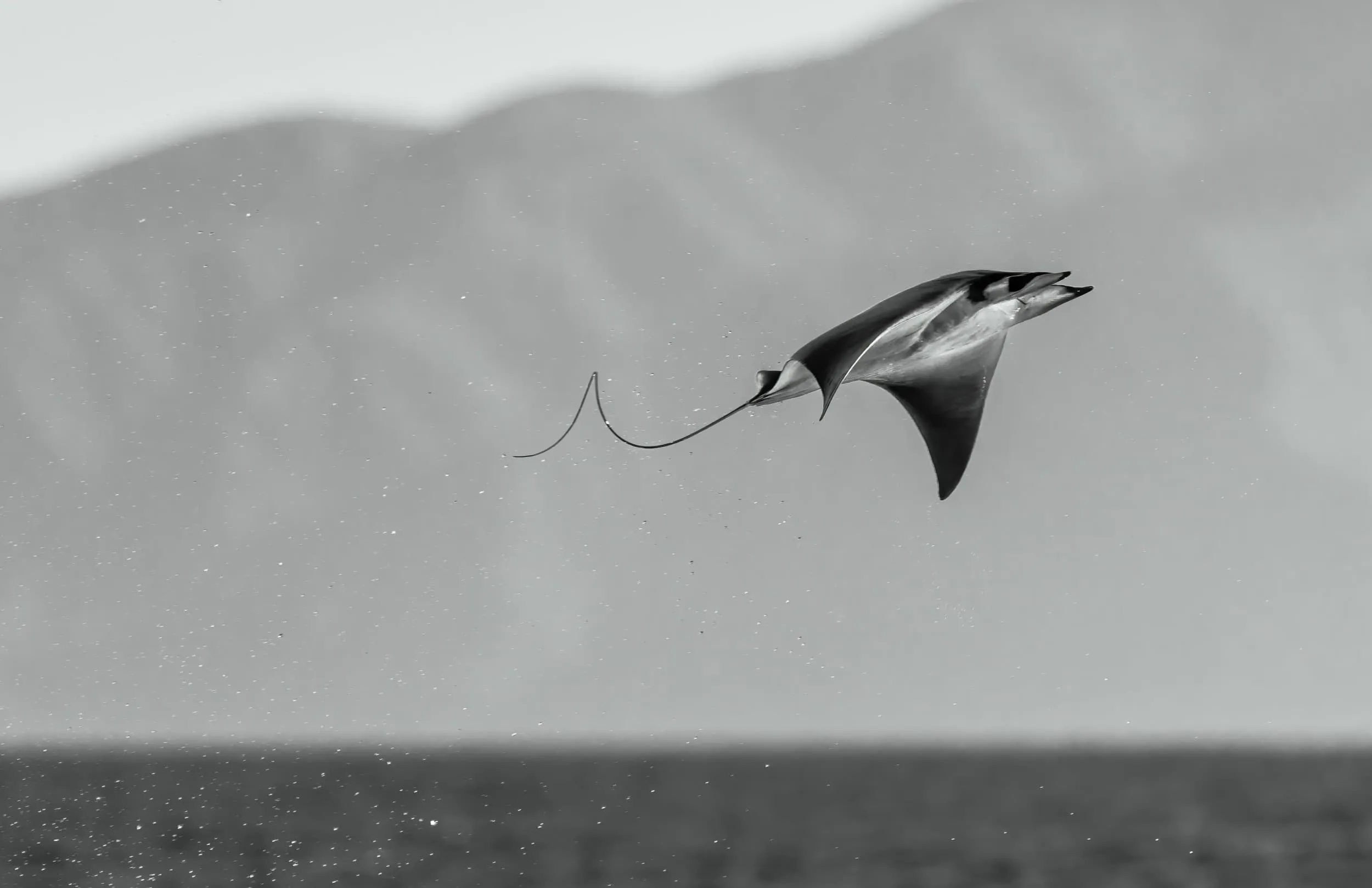 a mobula ray flying out of the water