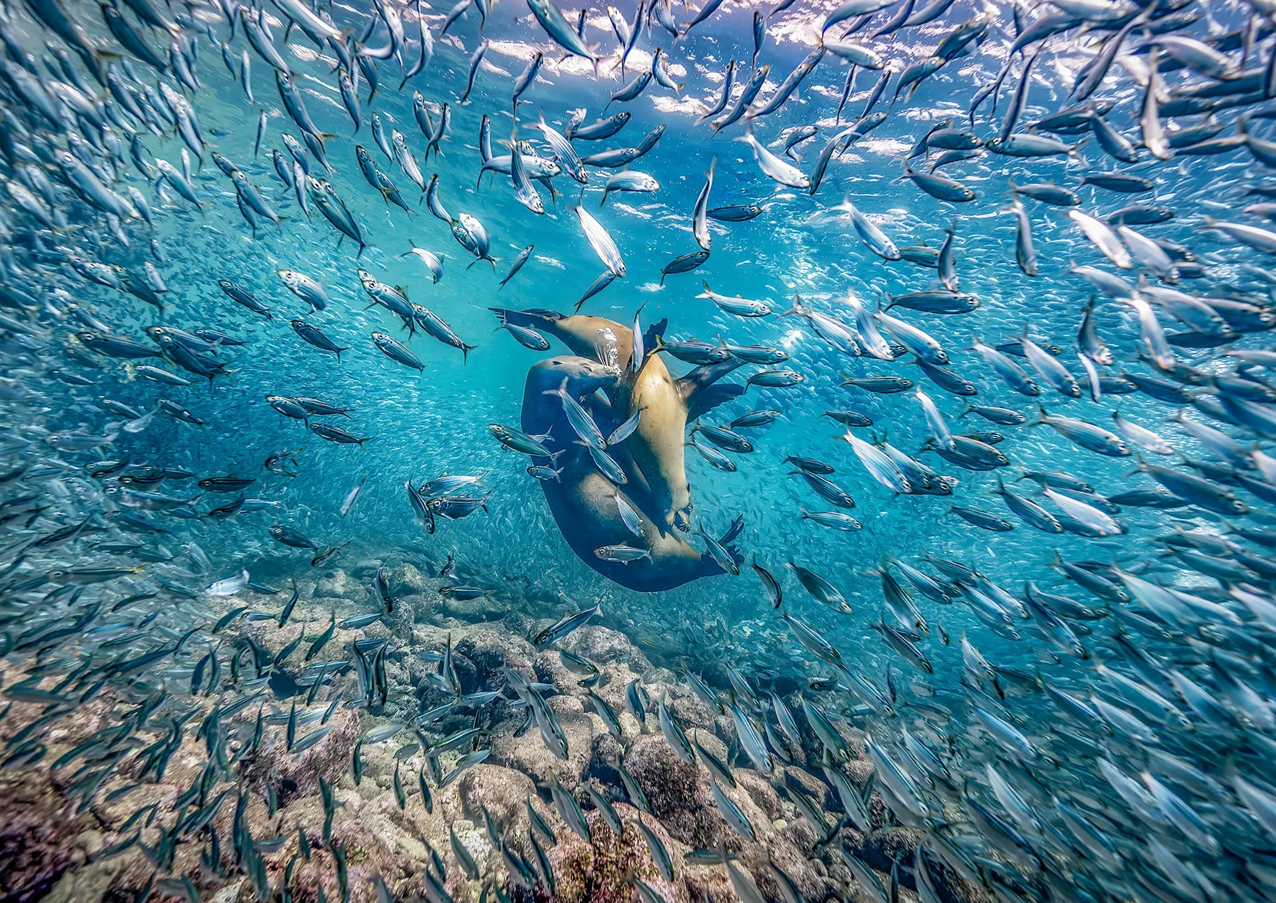 sea lions playing amongst a school of fish