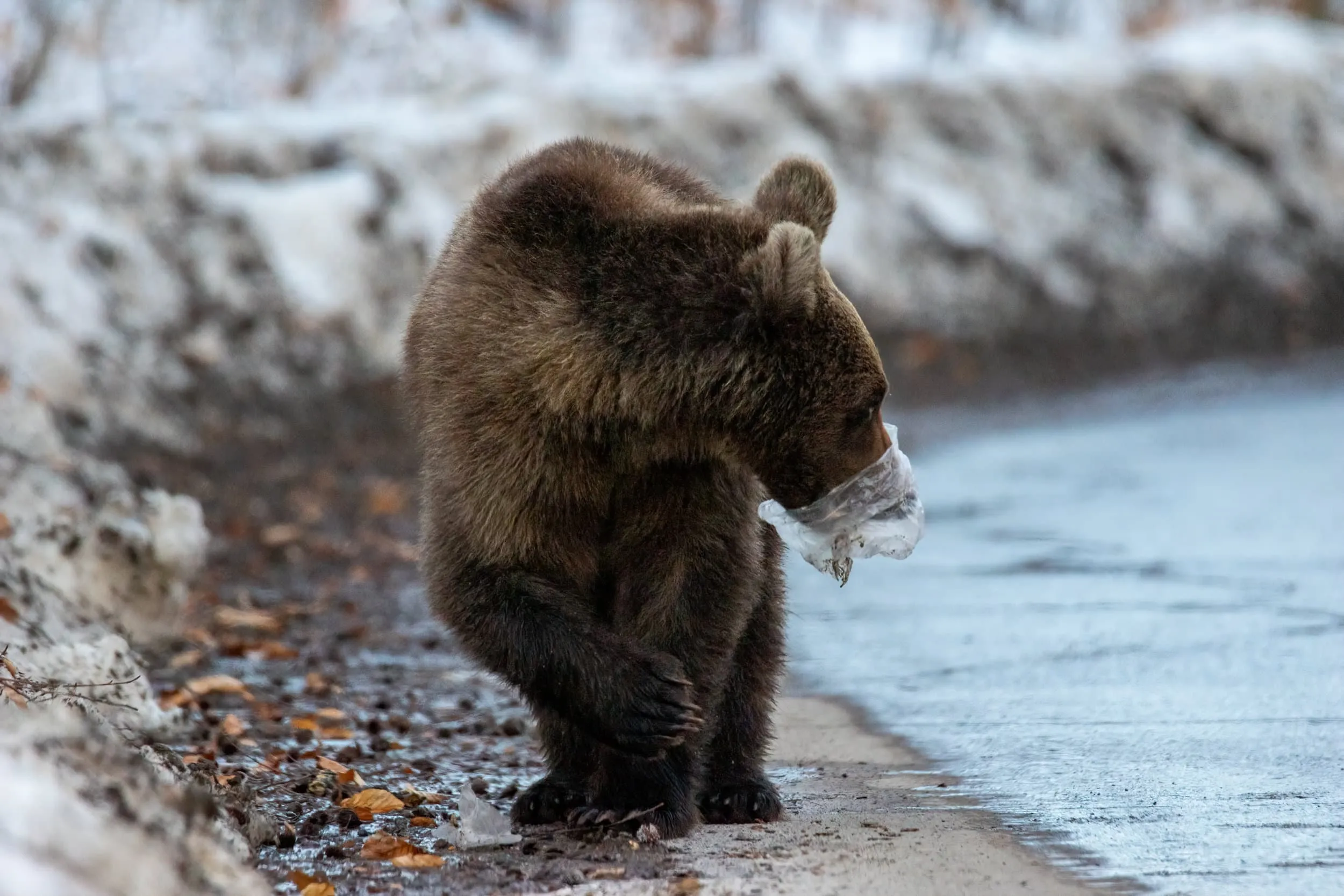 a bear with a plastic bag stuck on its face