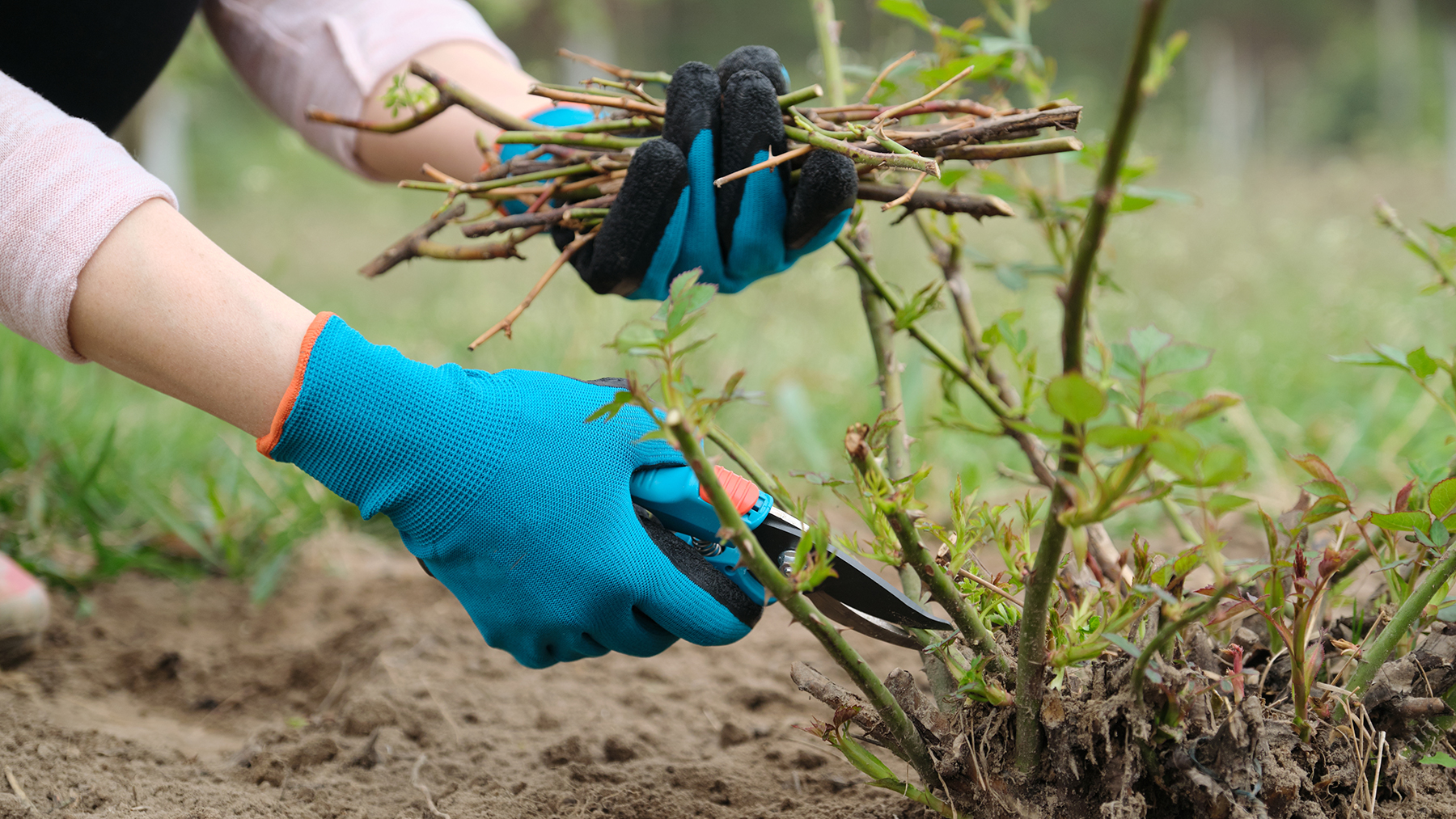 Γυναίκα που κλαδεύει μια τριανταφυλλιά την άνοιξη