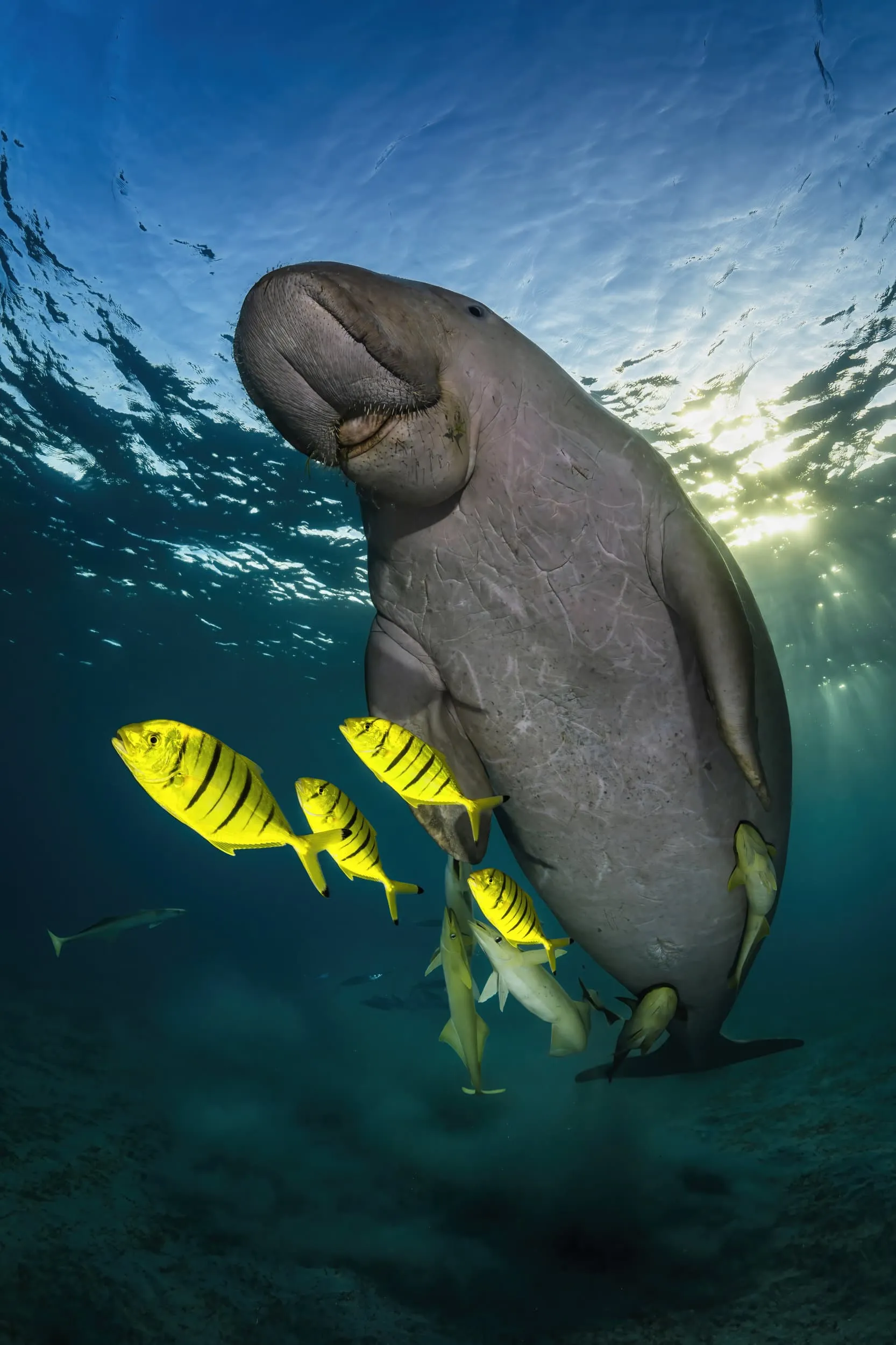 a dugong and yellow fish
