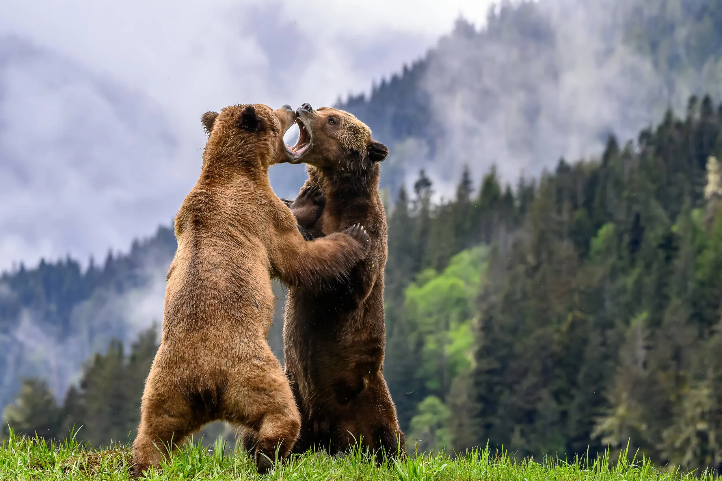 two bears fighting, open mouths touching