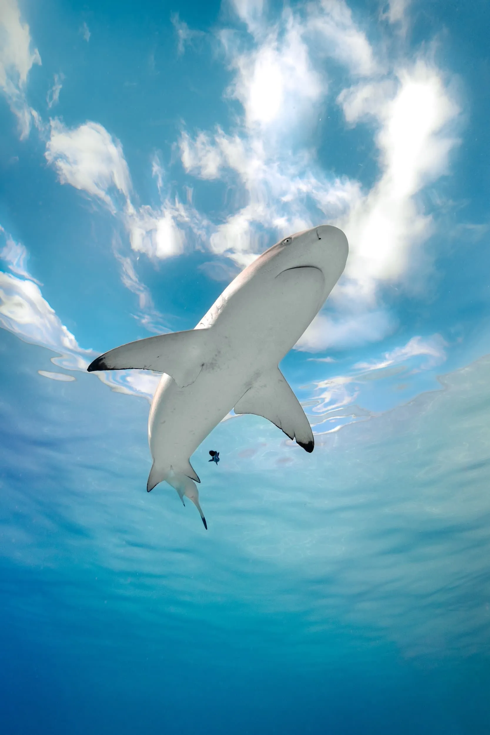 a shark shot from below
