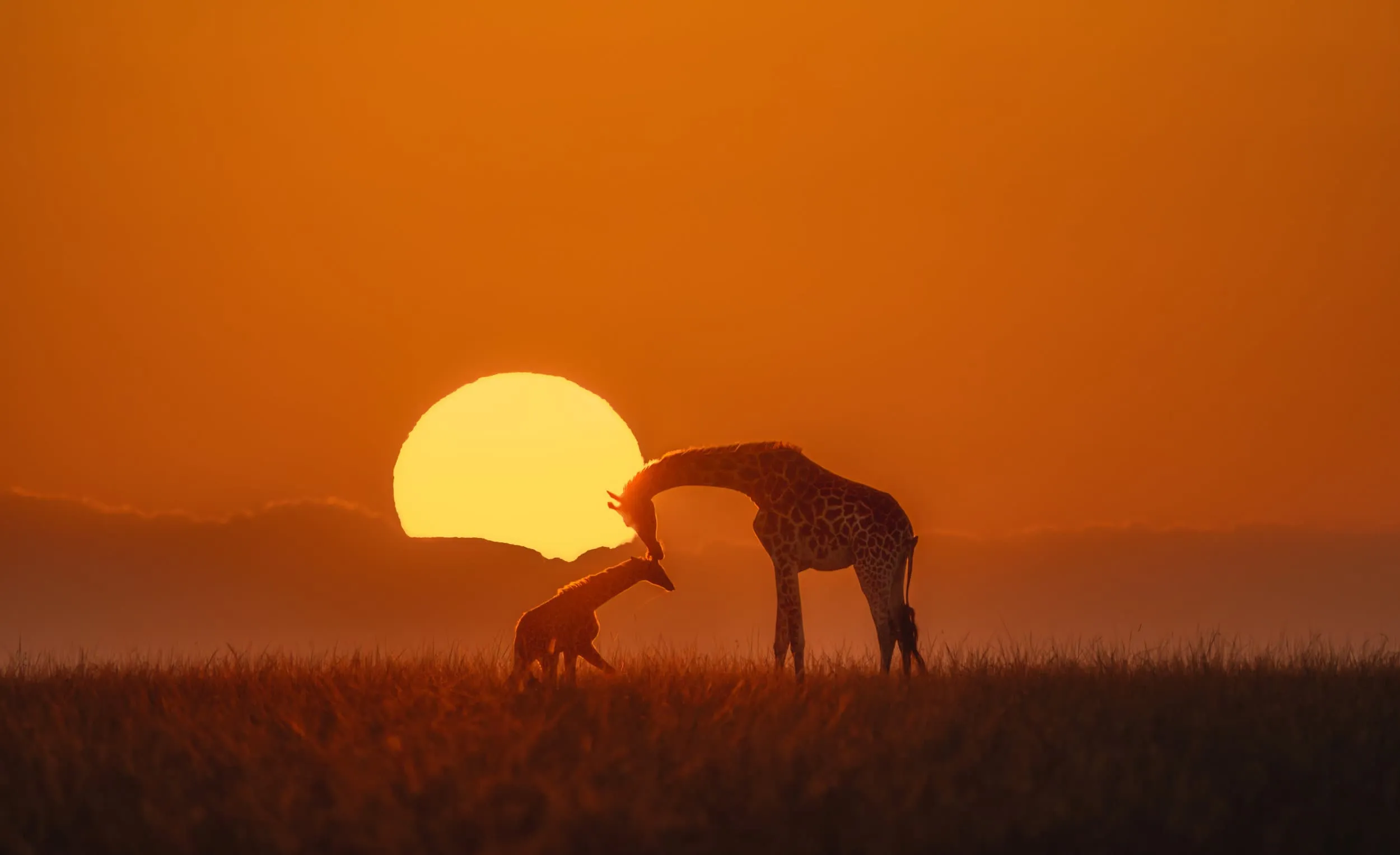 a mother giraffe and her baby at sunset