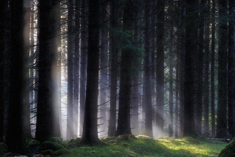 «Συγκλονιστική» ανακάλυψη άνθρακα στα δάση της Σουηδίας ζαλίζει τους επιστήμονες