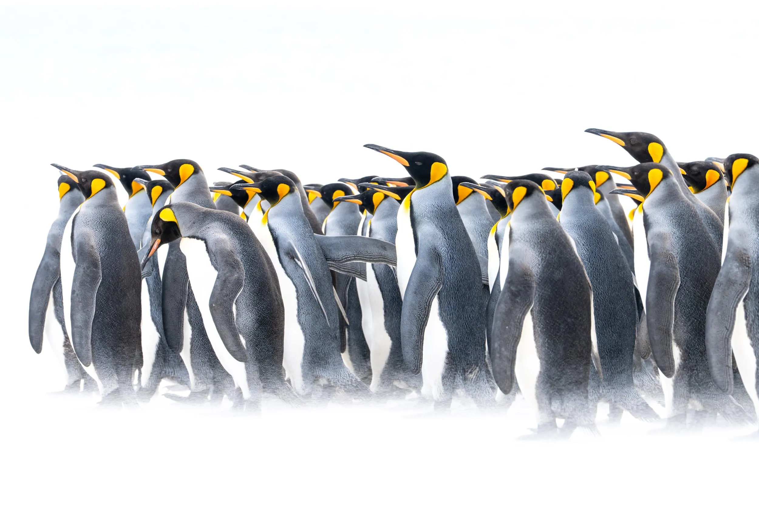 a group of penguins in the snow