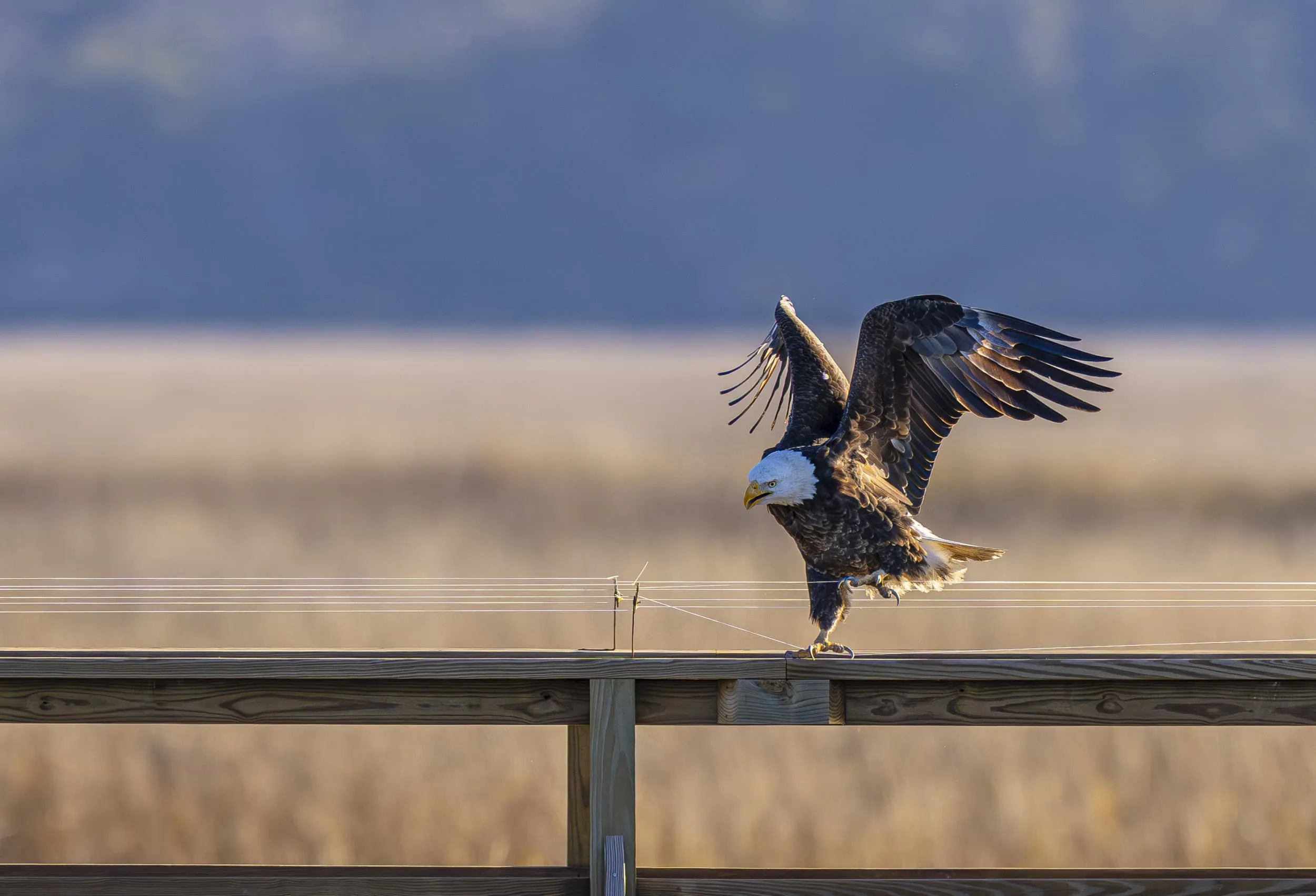 a bald eagle tangled in string on a fence