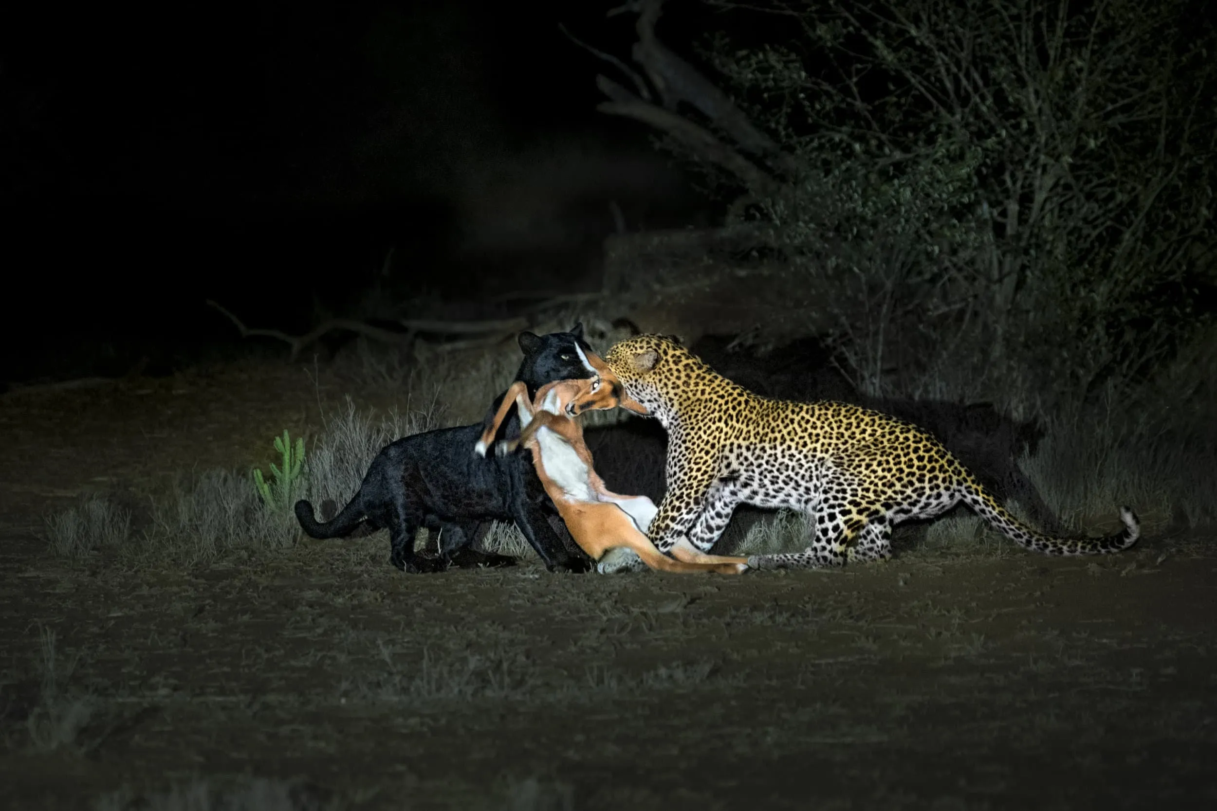 two leopards, one black and one spotted, take down prey