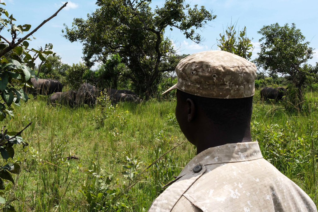 Σαράντα χρόνια μετά, οι ρινόκεροι επιστρέφουν στην άγρια φύση στην Ουγκάντα