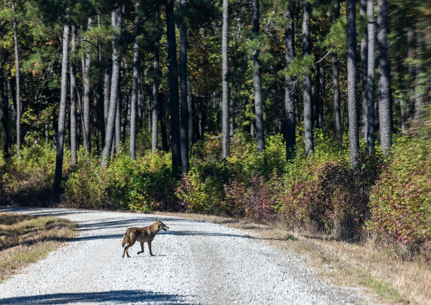 ένα κογιότ που περπατά σε έναν χωματόδρομο
