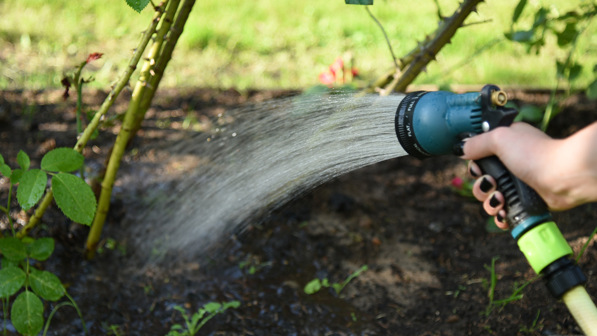 Πότισμα τριαντάφυλλων με λάστιχο
