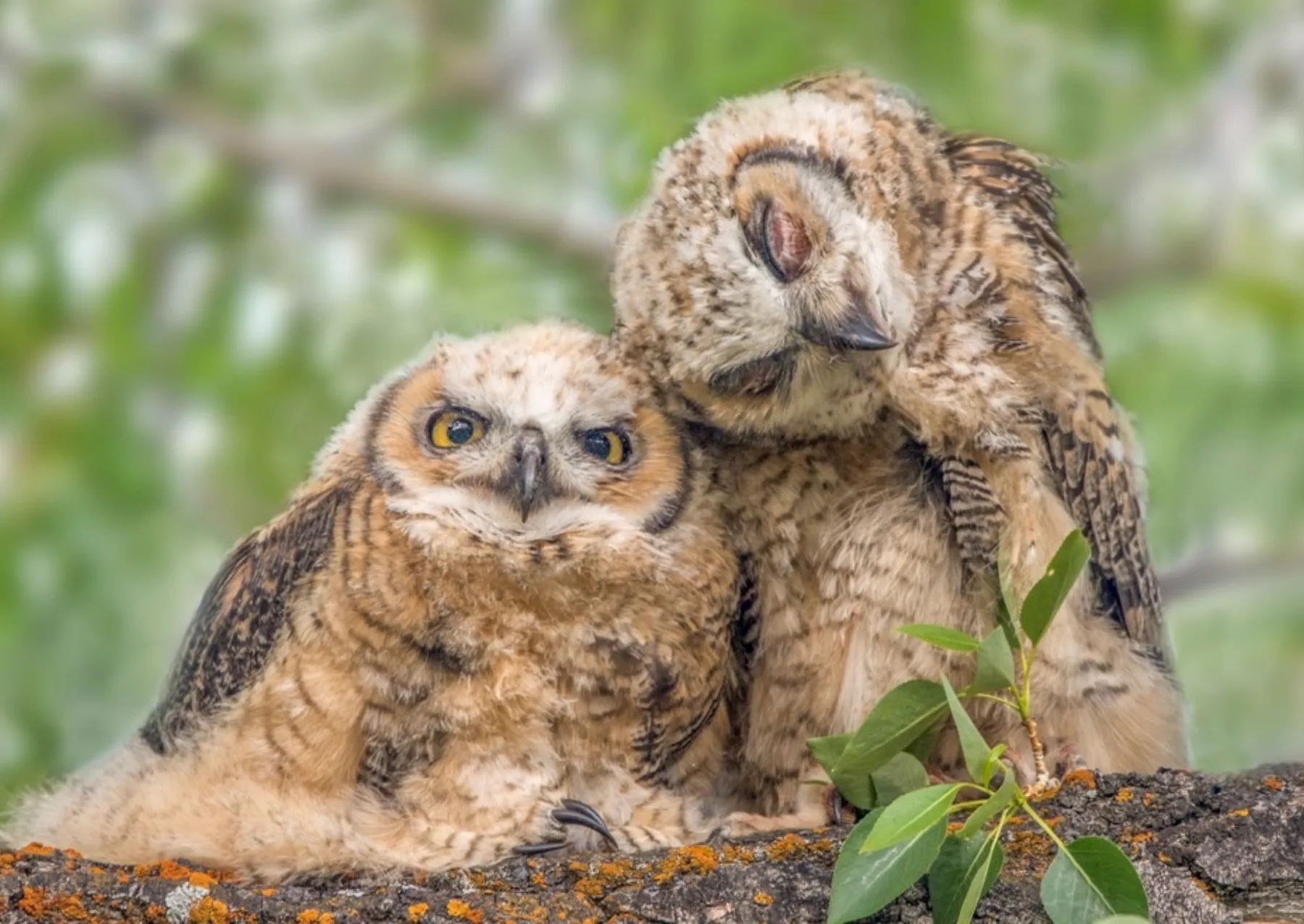δύο χνουδωτές μεγαλοκέρατα κουκουβάγιες.  