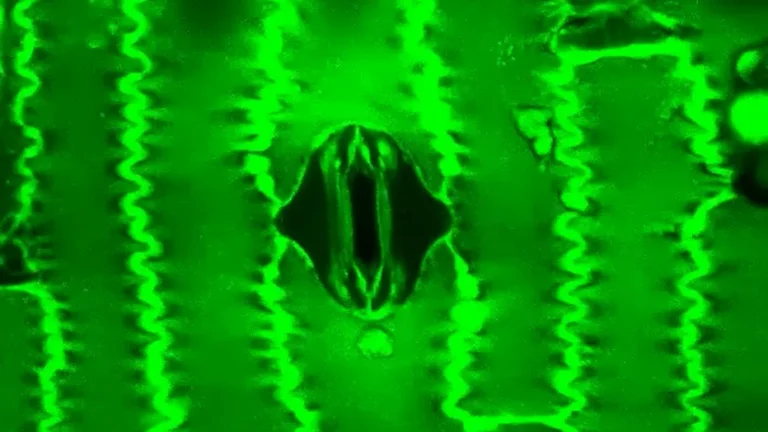 Πώς Αναπνέουν τα Φυτά: Το Πρώτο Βίντεο που Κατέγραψαν Επιστήμονες