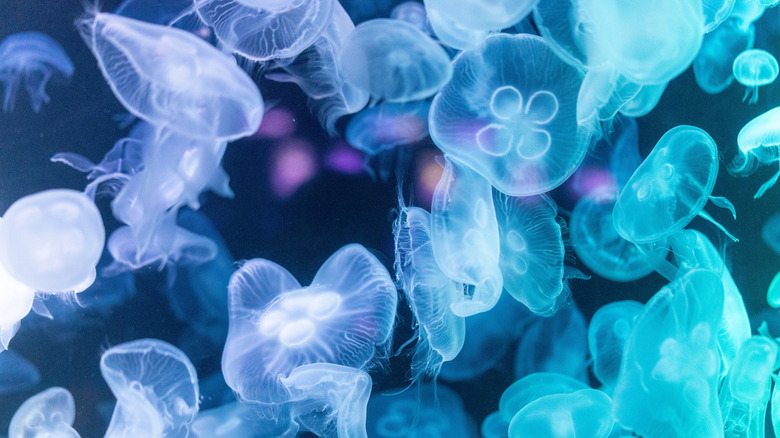 Μια ομάδα μέδουσες που κολυμπούν στο νερό.