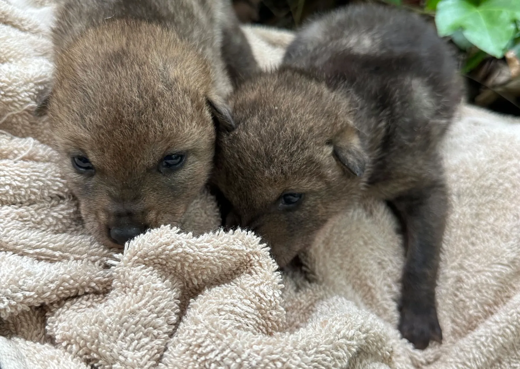δύο κουτάβια κογιότ με καφέ γούνα σε μια πετσέτα