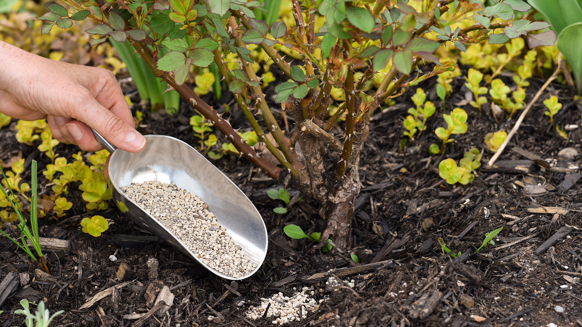 Γονιμοποίηση τριαντάφυλλων