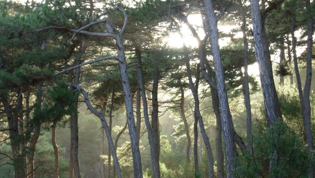 Εθνικό Πάρκο Δαδιάς: Έγκλημα κατά της άγριας ζωής